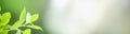 Closeup beautiful attractive nature view of green leaf on blurred greenery background in garden with copy space using as Royalty Free Stock Photo