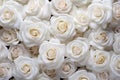 Closeup beautiful background of white roses. . AI Generative