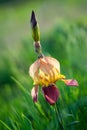 Beautiful bearded iris Royalty Free Stock Photo
