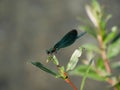 Closeup of a beautiful Banded demoiselle on a green leaf under the sunlight