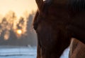 Closeup of beautiful bay horse  looking to the winter sunset behind the forest. Royalty Free Stock Photo