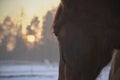 Closeup of beautiful bay horse  looking to the winter sunset behind the forest. Royalty Free Stock Photo