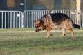 Closeup of a beautiful big German shepherd walking in a field Royalty Free Stock Photo