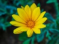 Beautiful big Yellow flower Royalty Free Stock Photo