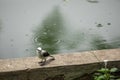 Closeup of beautiful bird Fluvicola nengeta