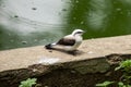 Closeup of beautiful bird Fluvicola nengeta