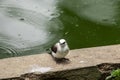 Closeup of beautiful bird Fluvicola nengeta