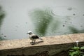 Closeup of beautiful bird Fluvicola nengeta