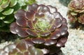 Closeup of a beautiful black Aeonium Rose, a dark colored succulent