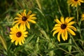 Closeup of beautiful Black-eyed Susan flowers in a garden during sunrise Royalty Free Stock Photo