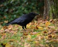 Closeup of a beautiful black raven standing on a pile of grass covered in autumnal leaves