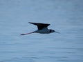 Closeup of a beautiful black-winged stilt bird in flight above a tranquil lake Royalty Free Stock Photo
