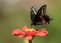 Macro of Black Swallowtail Butterfly  Papilio polyxenes, Canada Royalty Free Stock Photo