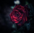 closeup of a beautiful blakish red rose on dark background Royalty Free Stock Photo