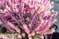 Closeup of beautiful blooming pink heather in pot, street decoration Royalty Free Stock Photo