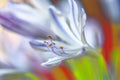 Beautiful blooming white African agapanthus  flower Royalty Free Stock Photo