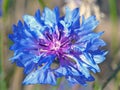 Closeup of a beautiful blue cornflower, Centaurea cyanus Royalty Free Stock Photo