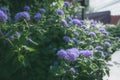 Closeup of beautiful blue flossflowers