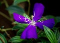 Closeup of beautiful Blue Flower in Bloom