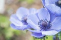 Closeup beautiful blue flower on blurred background Royalty Free Stock Photo