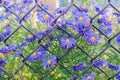 Closeup beautiful blue flowers on background of old rusty wire mesh fence Royalty Free Stock Photo