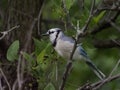 Closeup of a beautiful Blue Jay bird perched on a tree branch during the daytime Royalty Free Stock Photo