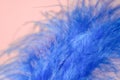 Closeup of beautiful blue ostrich feather on pink background