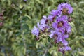 A closeup of beautiful blue purple flowers. Selective soft focus, shallow depth of field. Royalty Free Stock Photo