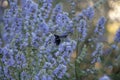 A closeup of beautiful blue-purple flowers. Selective soft focus, shallow depth of field. Royalty Free Stock Photo