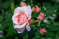 Closeup of beautiful blush pink roses in garden