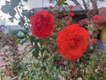 Closeup beautiful booming red roses in the garden