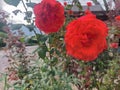 Closeup beautiful booming red roses in the garden