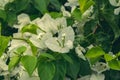 Closeup of a beautiful bougainvillea plant Royalty Free Stock Photo