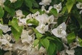 Closeup of a beautiful bougainvillea plant Royalty Free Stock Photo