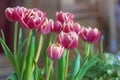 beautiful bouquet of pink double-flowered tulip flowers