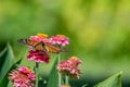 Closeup of a beautiful bright orange and black monarch butterfly feeding on a brilliant pink zinnia flower bloom in a garden. Royalty Free Stock Photo