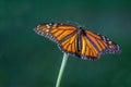 Closeup of a beautiful bright orange and black monarch butterfly perched on the green stem of a flower bloom. Royalty Free Stock Photo