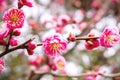 Closeup beautiful and bright pink cherry blossoms blooming on tree brunch and blurry full bloom background Royalty Free Stock Photo