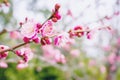 Closeup beautiful and bright pink cherry blossoms blooming on tree brunch Royalty Free Stock Photo