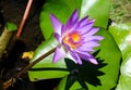 Closeup of beautiful bright purple violet Nymphaea or Water Lily bud in a pond