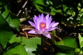 Closeup of beautiful bright purple violet Nymphaea or Water Lily bud in a pond