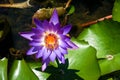 Closeup of beautiful bright purple violet Nymphaea or Water Lily bud in a pond