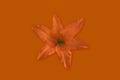 Closeup, Beautiful bright single orange lily flower isolated pure red orange background for design stock photo, floral blossom Royalty Free Stock Photo