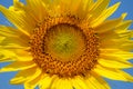 Closeup beautiful bright yellow fresh sunflower head showing pollen detail pattern and soft petal with blue sky background, select Royalty Free Stock Photo