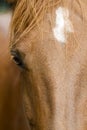 Beautiful Brown Horse with White Head Spot Closeup Royalty Free Stock Photo