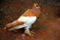 Closeup of beautiful brown and white Dove