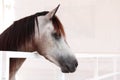 A closeup of a beautiful brownish grey Arabian horse