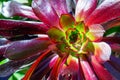 Closeup beautiful bud of dark red succulent cactus, echeveria