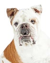 Closeup Beautiful Bulldog With Underbite Royalty Free Stock Photo