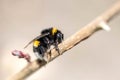 Closeup of a beautiful bumblebee Bombus